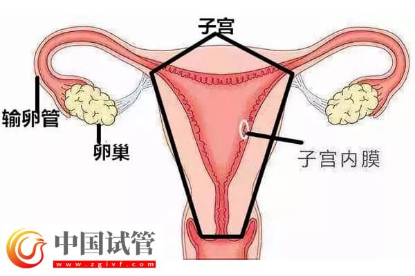 没有子宫能生孩子吗(图12)