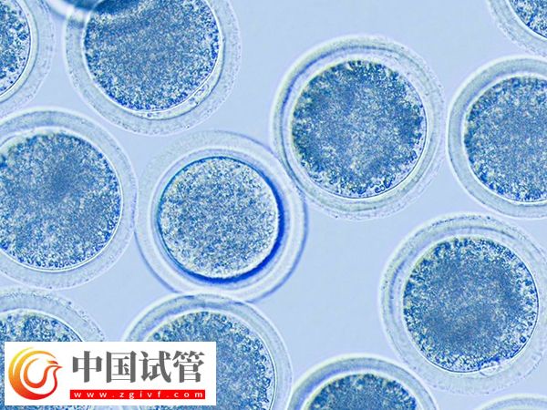 河南省人民医院供卵等多久(图1)