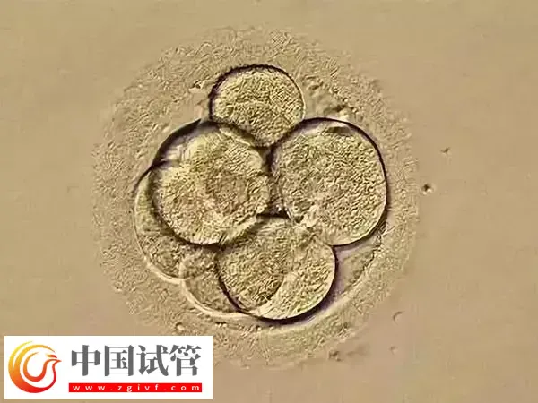 移植鲜胚好还是移植囊胚好(图1)