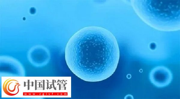 前往泰国做试管移植冻胚和囊胚是否一样(图2)