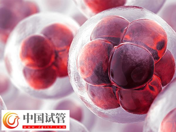 前往泰国做试管移植冻胚和囊胚是否一样(图1)