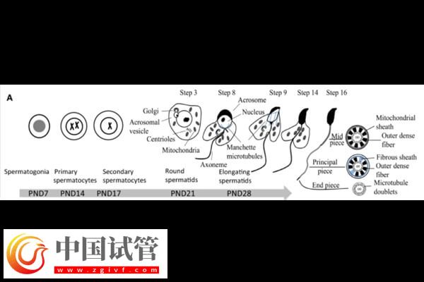 DNAAF2基因突变是什么情况(图2)