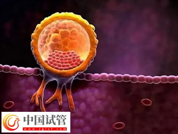 胚胎着床受什么影响(图1)