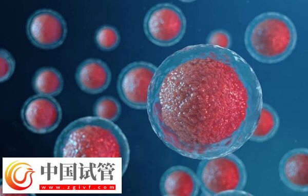 c级胚胎移植有没有成功的(图1)