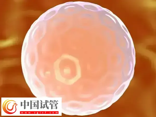 c级胚胎移植有没有成功的(图2)