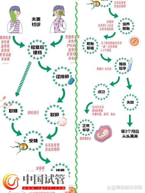 试管婴儿的孕卵发育过程详解(图1) 试管婴儿的孕卵发育过程详解(图1)