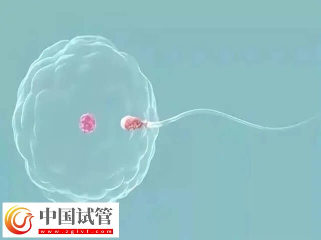 做试管不要结婚证的医院有哪些(图2)